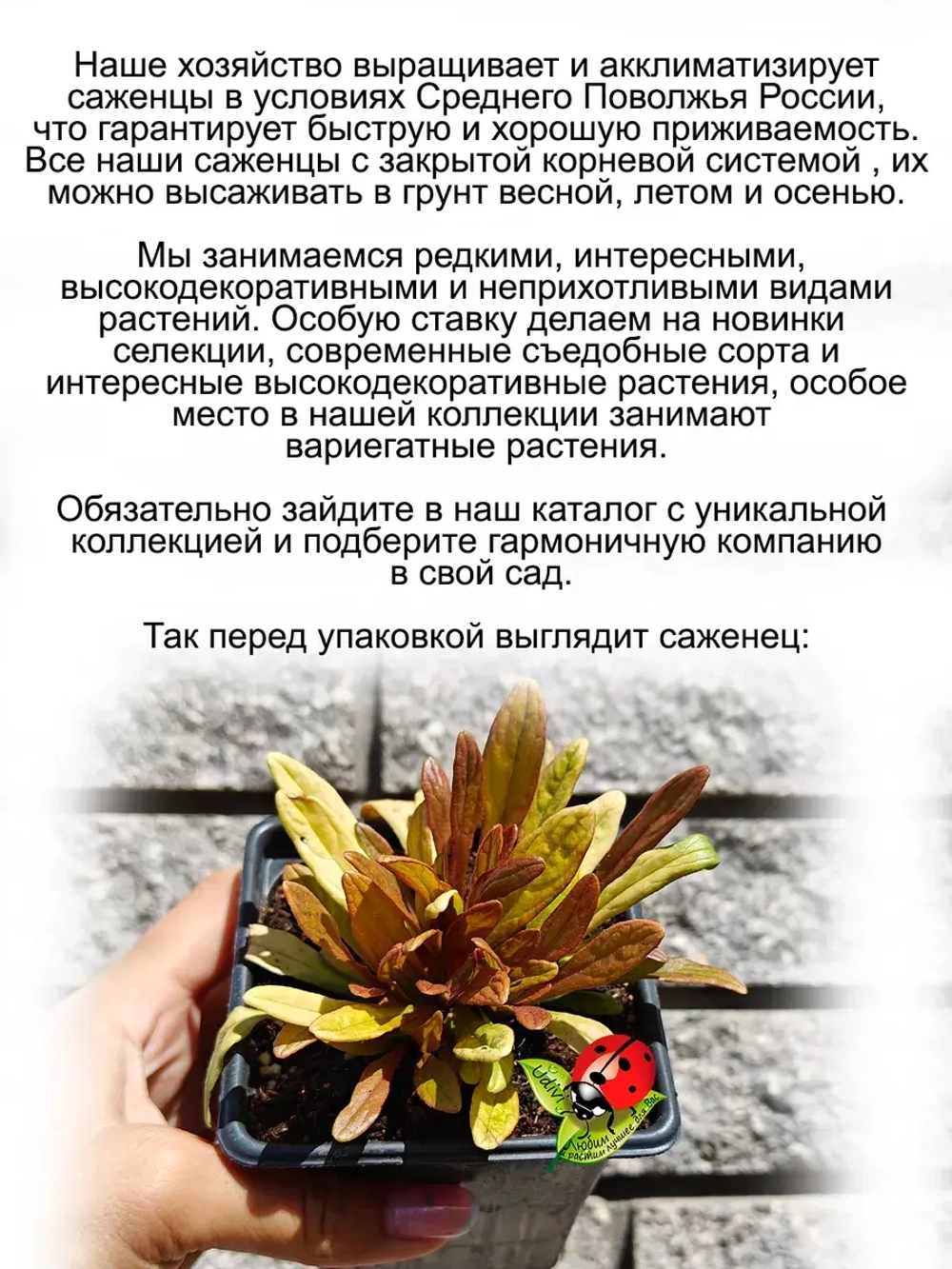 Живучка Френдс Фенси Финч Пёрышки чудесного Зяблика