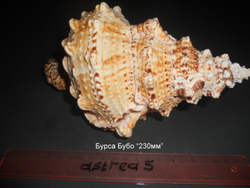 Бурса Бубо 180-260мм