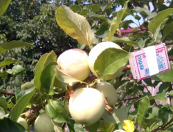 Яблоня Раннее Болоняева