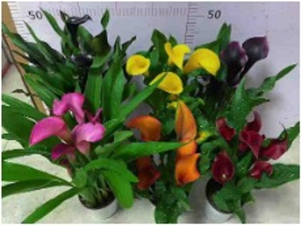 Зантедеския mix colour д.14