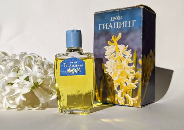 Severnoye Siyanie Hyacinth Гиацинт