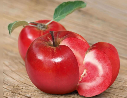 Яблоня традиционная красномясная (среднерослая 54-118, ММ 106) Ред Кетти