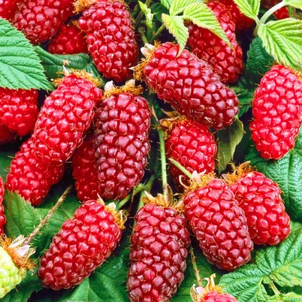 Малино-ежевичный гибрид Тэйберри