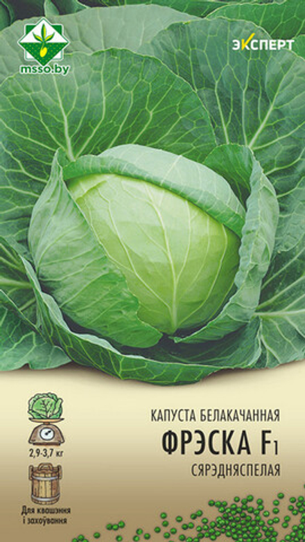 Капуста б/к "Фреско F1" 12шт, Нидерланды.
