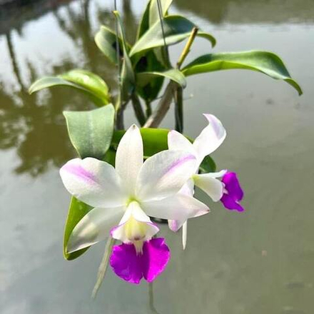 Орхидея каттлея C. DACAO