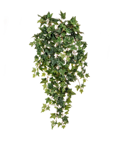 Английский плющ Новый