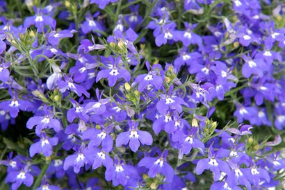 Лобелия ЕВРО в наличии