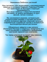 Гортензия Пепперминт двухцветная крупнолистовая