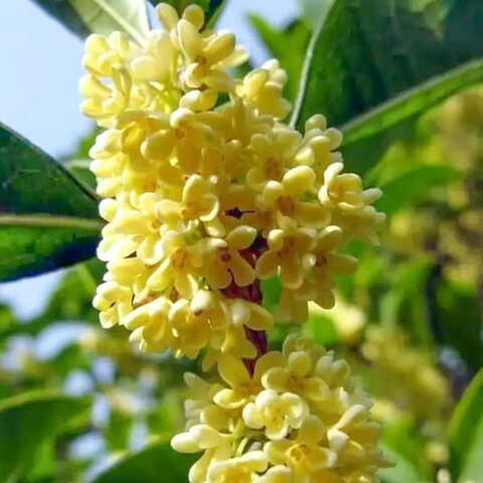 Османтус душистый