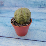 Euphoria Obesa (Эуфорбия)