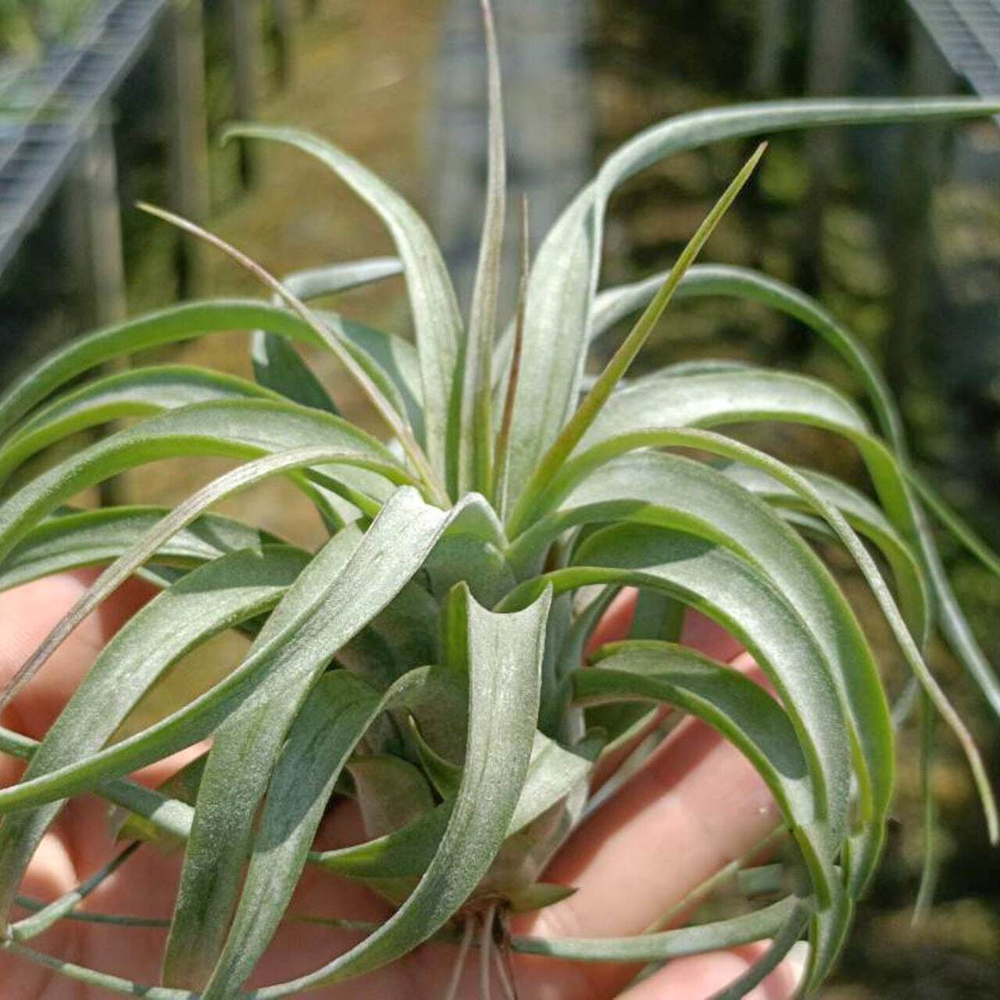 Тилландсия Eric Knobloch (brachycaulos x streptophylla) S