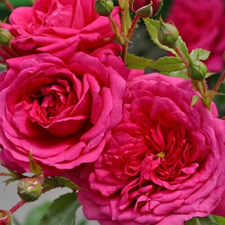 Роза Laguna, ЛАГУНА