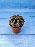 Gymnocalycium Friedrichii (Гимнокалициум)