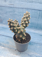 Tephrocactus Molinensis (Тефрокактус)