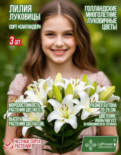 Лилия Луковица, Сантандер, 3 шт