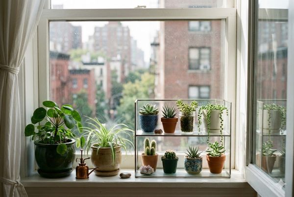 Озеленение малых пространств: Экспертное руководство по размещению растений в небольших квартирах Озеленение малых пространств: Экспертное руководство по размещению растений в небольших квартирах