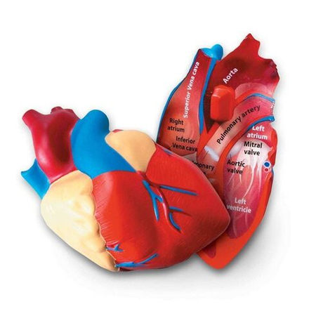 Демонстрационный материал Сердце человека, модель в разрезе, 12.5 см