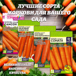 Лучшие сорта моркови для Вашего сада