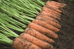 КАСКАД F1 семена моркови (Bejo | Alexagro)