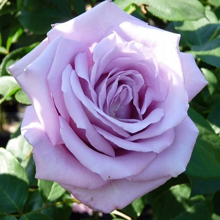 Роза чайно-гибридная Mainzer Fastnach