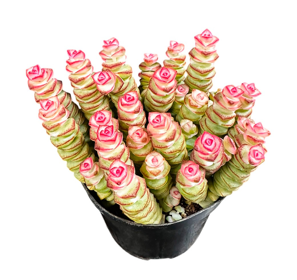 Крассула Перфората