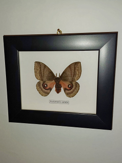 Бабочка Automeris celata самка в рамке