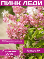 Гортензия Пинк Леди