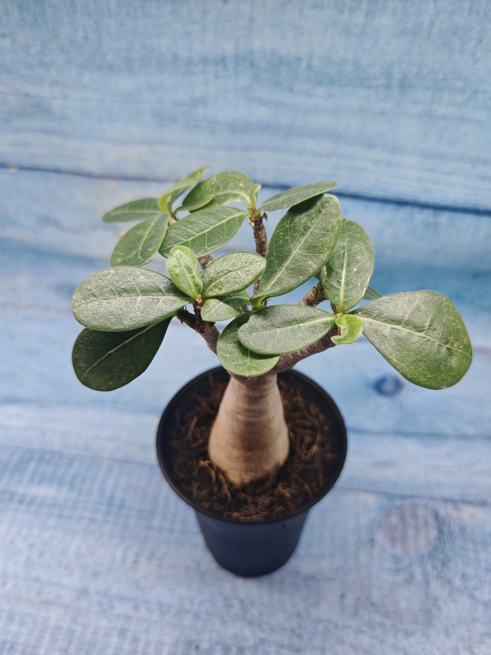 Adenium Baobab (Адениум)