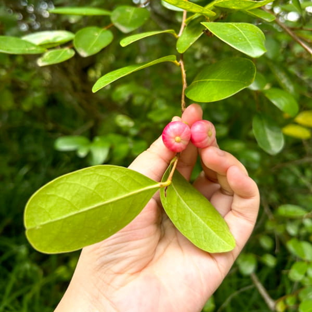 Глохидион прибрежный – Glochidion littorale