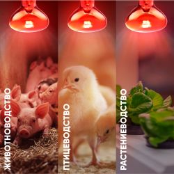 Инфракрасная лампа ЭРА ИКЗК 230-100 R95 E27 для обогрева животных и освещения 100 Вт