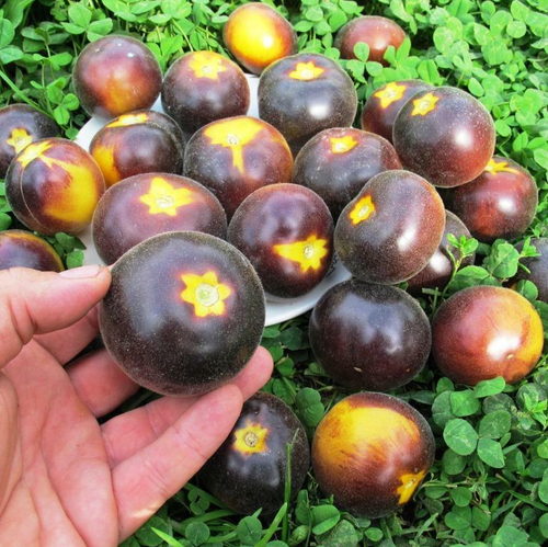 Помидоры Бархатная Катя в Жёлтом - Woolly Kate Yellow