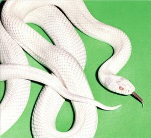 Deftones / Private Music (CD)