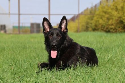 ШОКЕР Из Поместья Боговик - 25.08.2024 д.р.