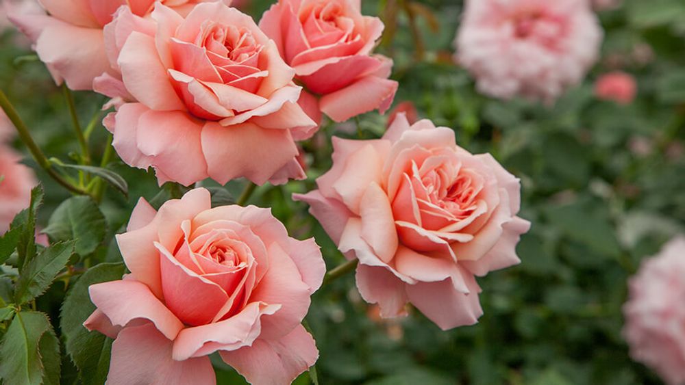 Ботичелли (Botticelli)