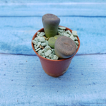 Lithops sp. (Литопсы)