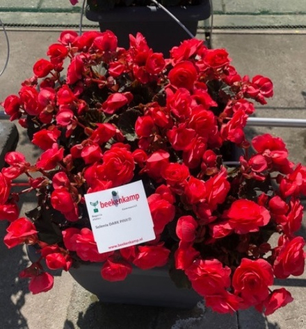 ЕВРО Бегония Begonia Solenia Dark Pink укореннный черенок ОКС ФЕВРАЛЬ