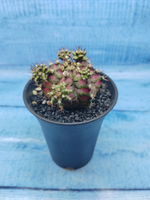 Gymnocalycium T-Rex Pink hybride (Гимнокалициум T-rex)