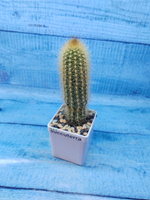 Pilosocereus Chrysostele (Пилоцереус)