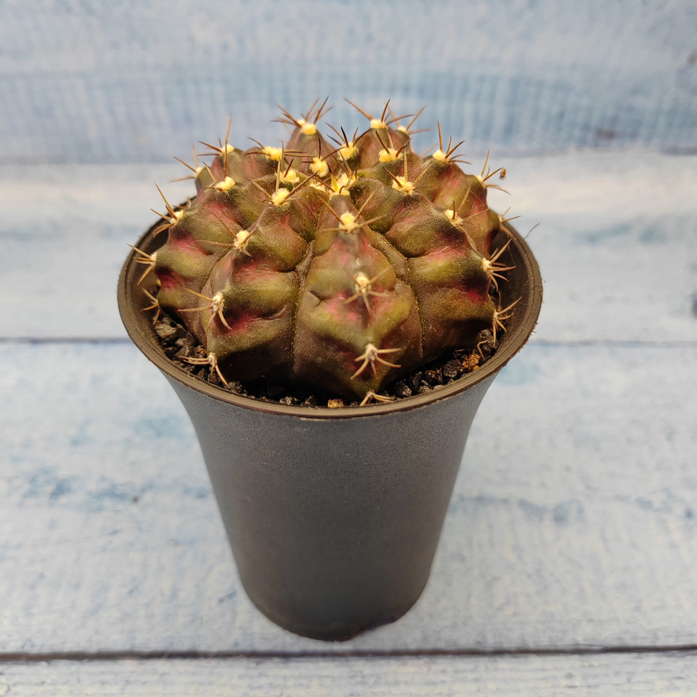 Gymnocalycium T-Rex Pink hybride (Гимнокалициум T-rex)