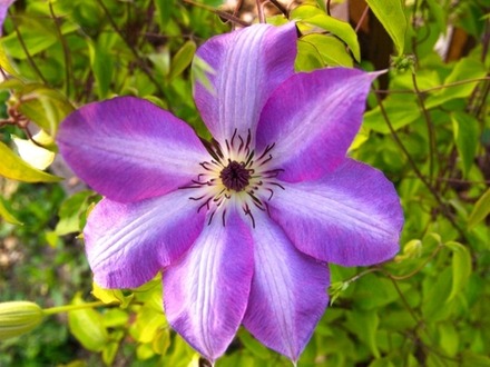 Клематис Serafina (Серафина) Стандарт поставки Р9