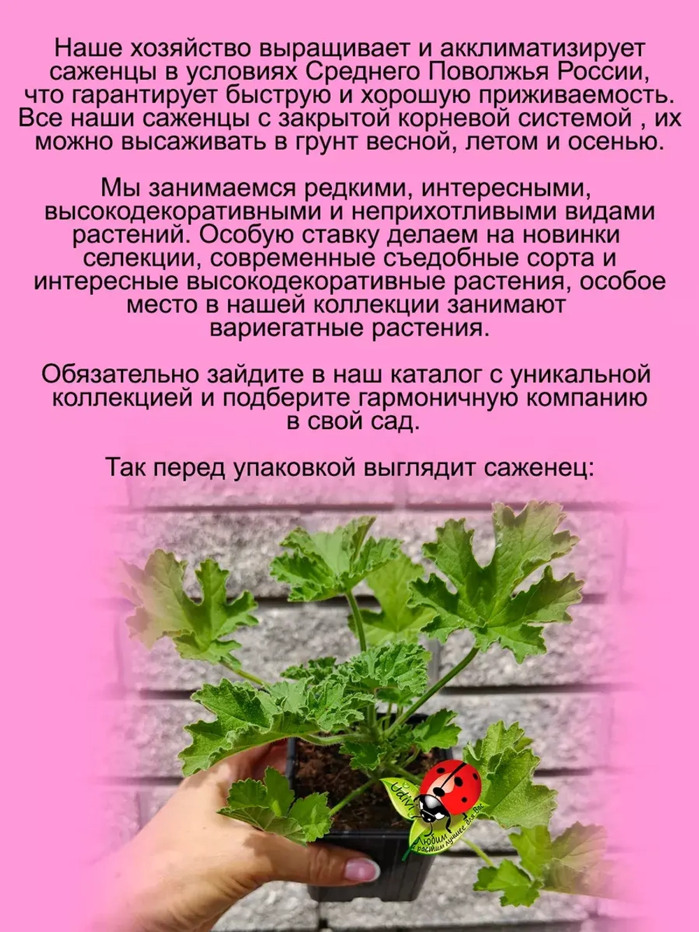 Пеларгония Сара Джейн ароматная