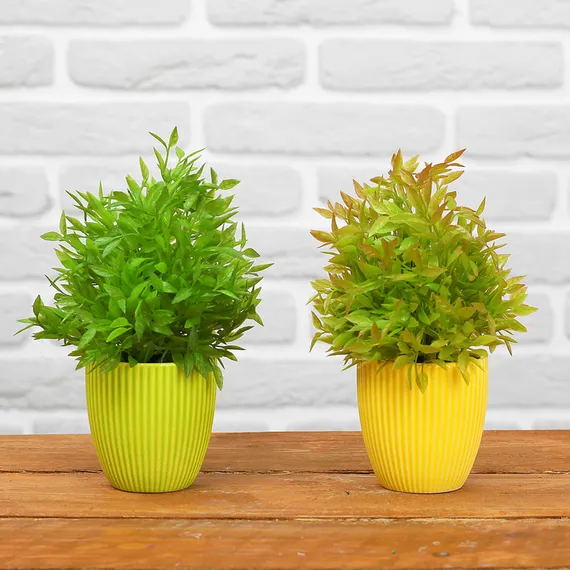 Бонсай &quot;Кустовой&quot; 7*18 см  МИКС