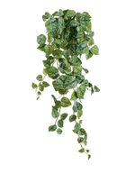 Сциндапсус Пиктус серебристо-зелёный