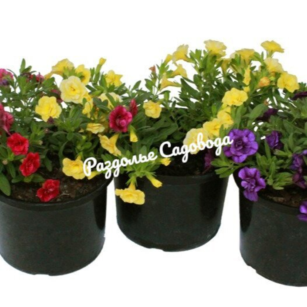 Калибрахоа