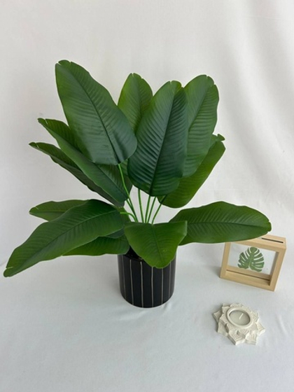 Куст банановой пальмы средний / 6211