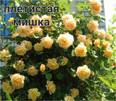 МИШКА