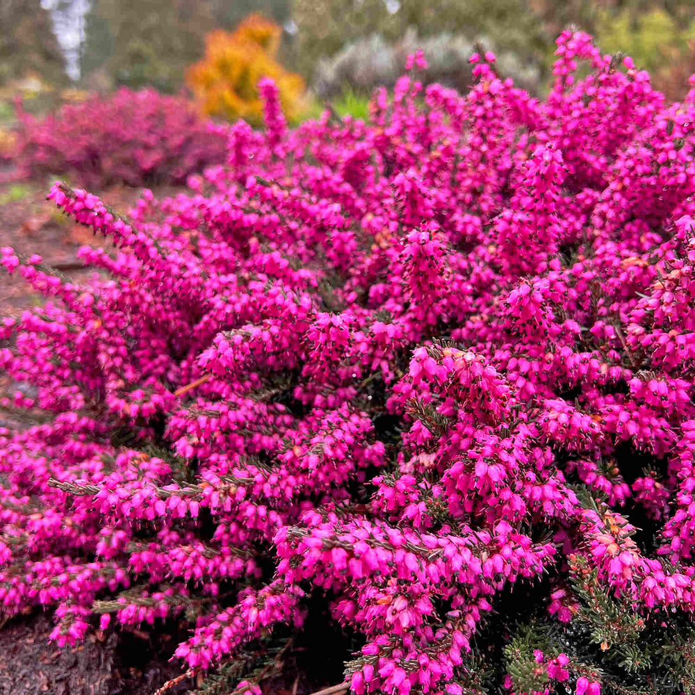 Эрика Атрорубра