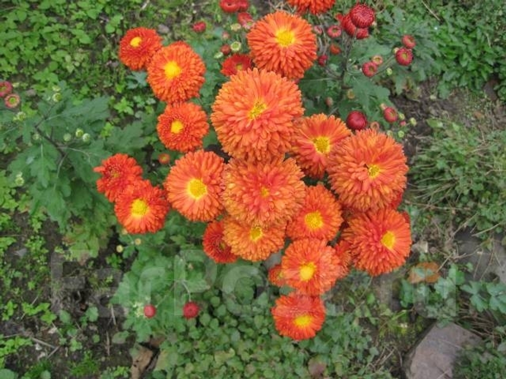 Хризантема корейская Пиктораль