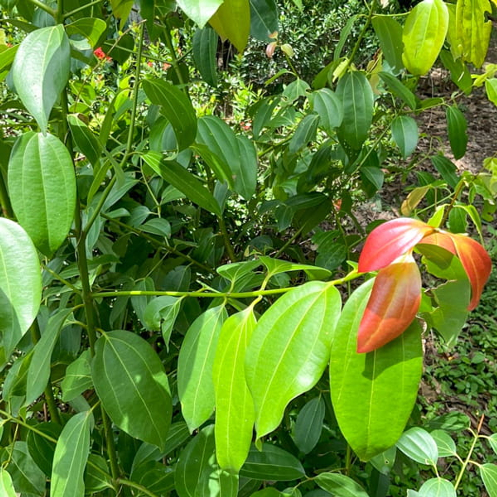 Коричник Лоурейра – Cinamomum loureiroi