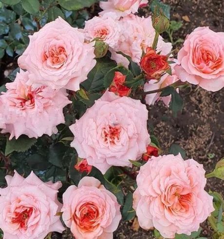 Белла Линда Круелла (Bellalinda Cruella)